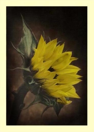 Hand tinted Sunflower